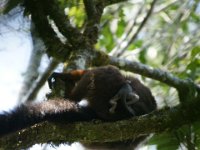 Red Belied Lemur